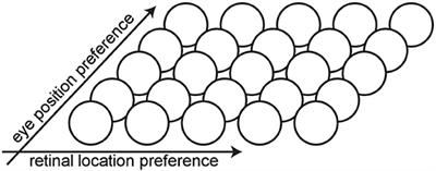 A Modeling Study of the Emergence of Eye Position Gain Fields Modulating the Responses of Visual Neurons in the Brain